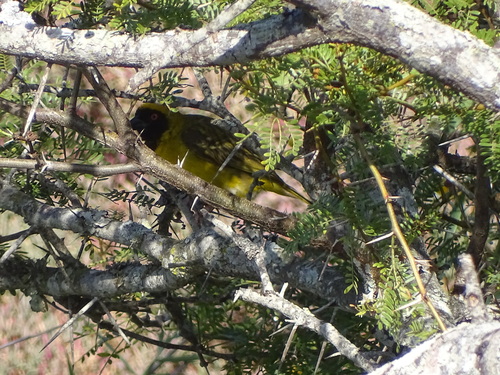 Southern Masked Weaver (Ploceus velatus)