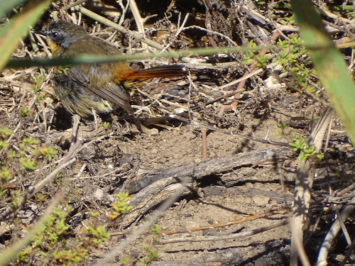 Cape Robin-Chat (Dessonornis caffer), photo 2
