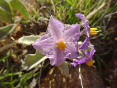 Solanum quadriloculatum