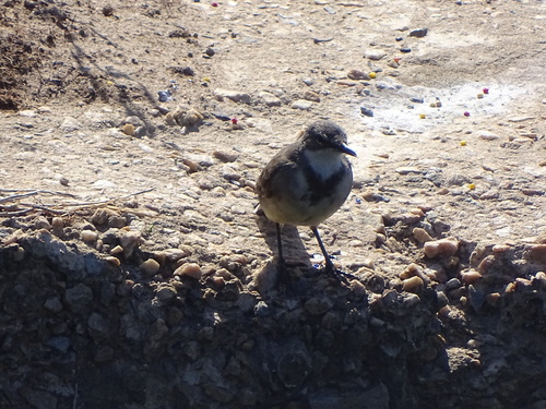 Cape Wagtail (Motacilla capensis), photo 4