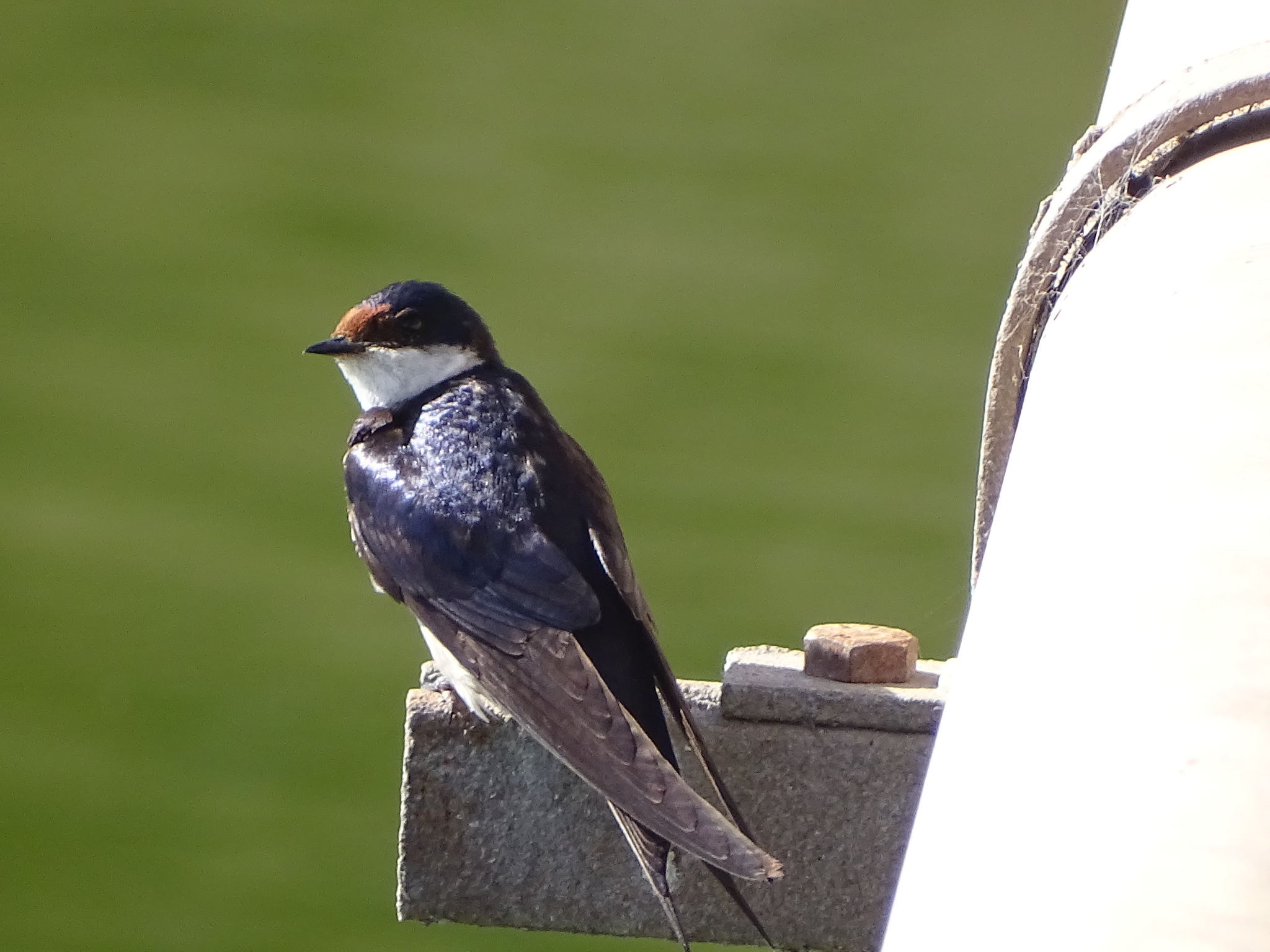 White-throated Swallow (Hirundo albigularis), photo 4