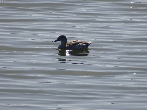 Cape Teal (Anas capensis), photo 4