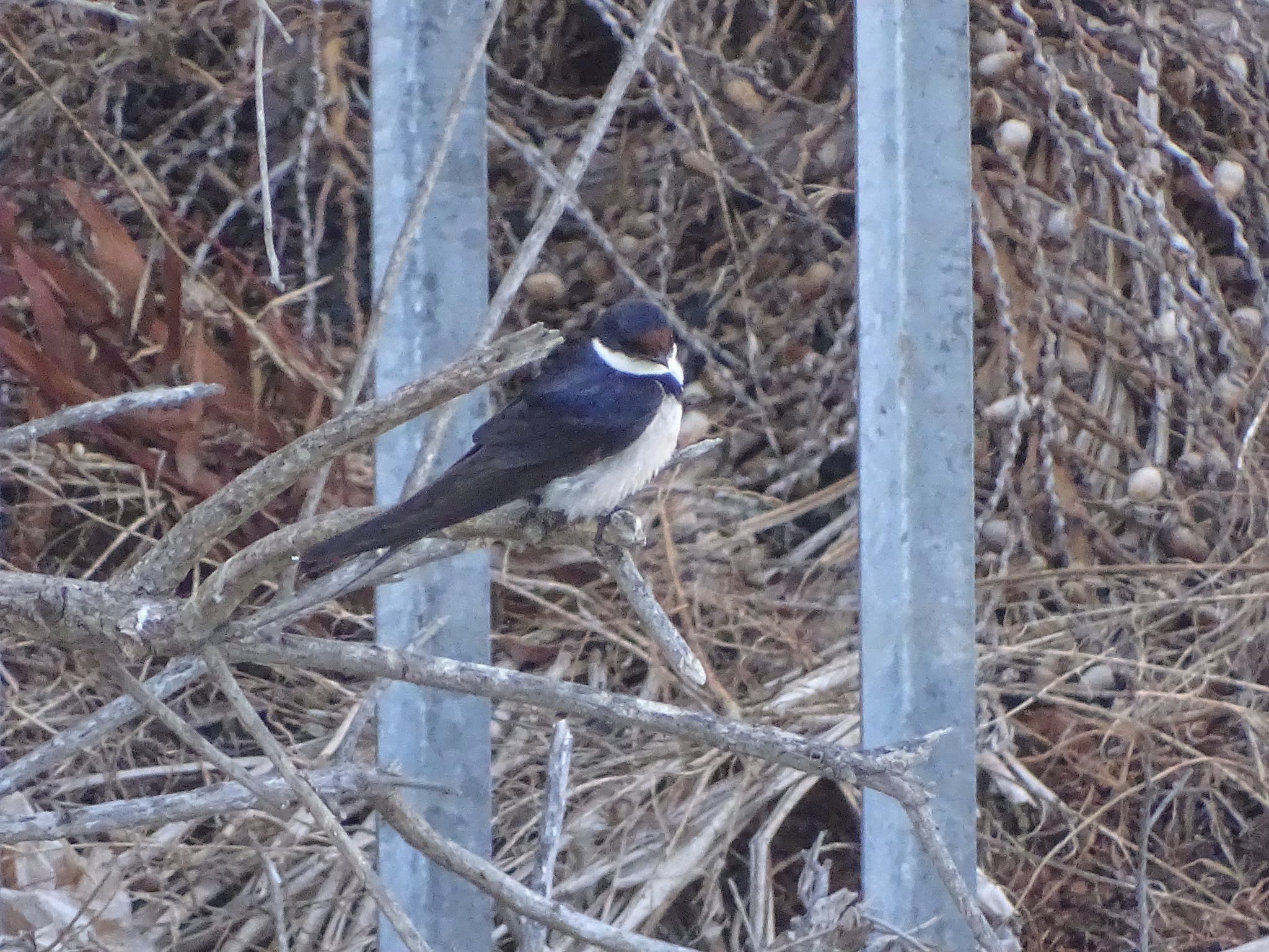 White-throated Swallow (Hirundo albigularis), photo 5