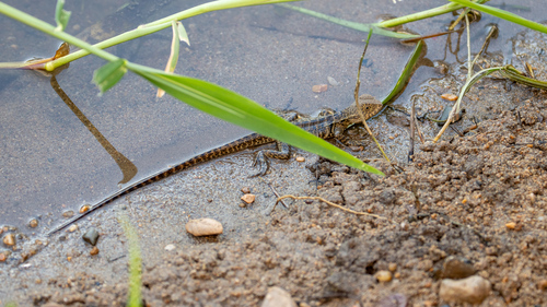 Australian Water Dragon
