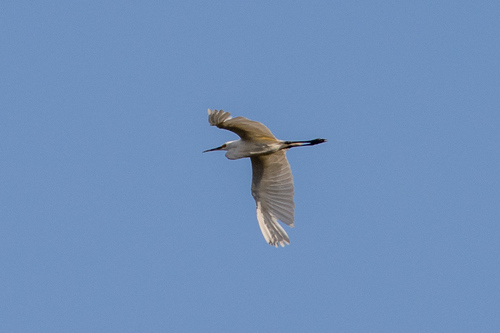 Little Egret