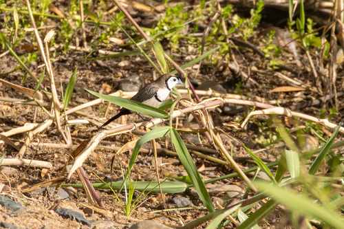 Double-barred Finch