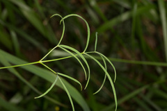 Laserpitium peucedanoides