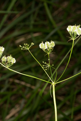 Laserpitium peucedanoides