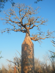 Adansonia rubrostipa image