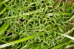 Laserpitium peucedanoides