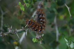 Ormiscodes cinnamomea