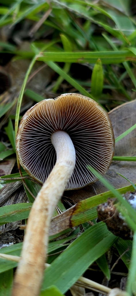 Psilocybe samuiensis · January 2026 · photo: © rotceh_dnih (iNaturalist, cc-by)