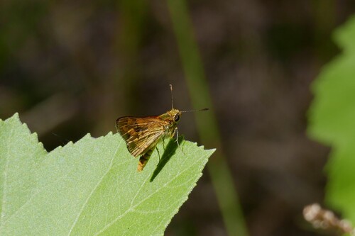 Yellow-banded Dart