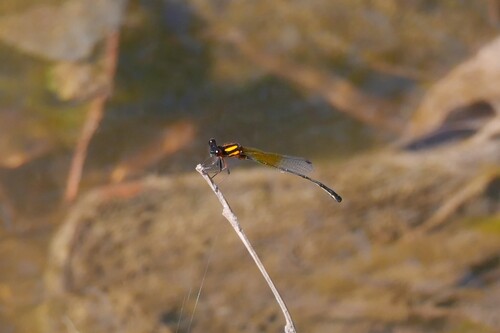 Orange Threadtail