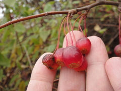 Malus sargentii