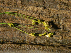 Carex laeviculmis