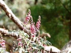 Indigofera basedowii