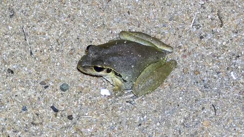 Eastern Stony-creek Frog
