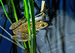 Rana pretiosa
