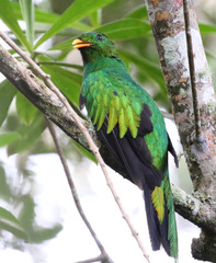 Pharomachrus fulgidus