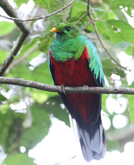 Pharomachrus fulgidus