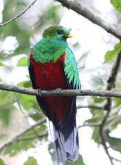 Pharomachrus fulgidus