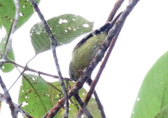Phyllomyias nigrocapillus
