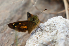 Dalla mesoxantha