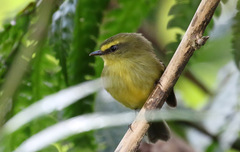 Silvicultrix diadema