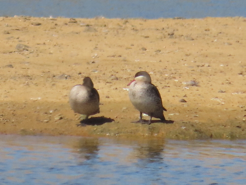 iNaturalist: (c) Fiona Hellmann, some rights reserved (CC BY-NC), uploaded by Fiona Hellmann iNaturalist image