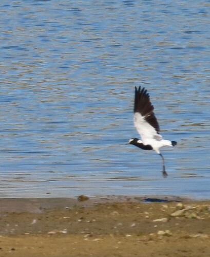 iNaturalist: (c) Fiona Hellmann, some rights reserved (CC BY-NC), uploaded by Fiona Hellmann iNaturalist image