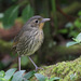Antpittas - Photo (c) guyincognito, some rights reserved (CC BY-NC), uploaded by guyincognito