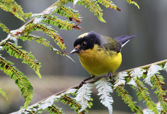 Myioborus flavivertex