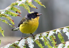 Myioborus flavivertex