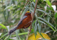 Catamblyrhynchus diadema