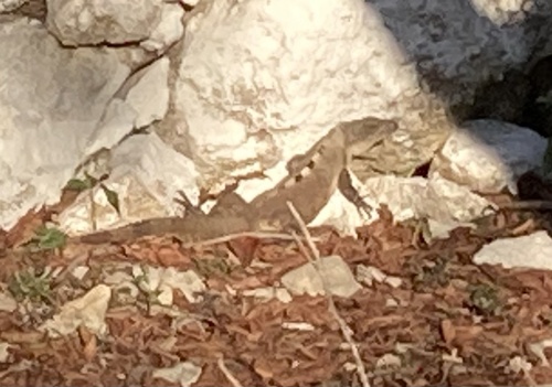Iguana negra de cola espinosa