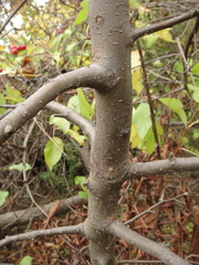Malus sargentii