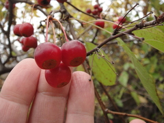 Malus sargentii