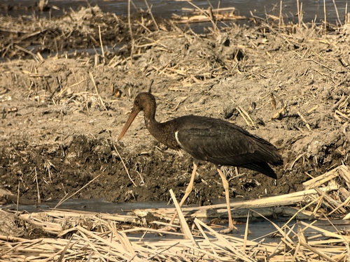 iNaturalist: (c) Caiyongchen, some rights reserved (CC BY-NC), uploaded by Caiyongchen iNaturalist image