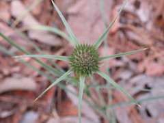 Eryngium mexiae