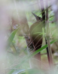 Dendrocolaptes picumnus