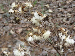 Roldana sessilifolia