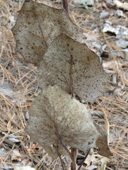 Roldana sessilifolia