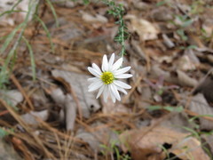 Symphyotrichum moranense