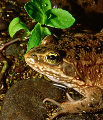 Rana pretiosa