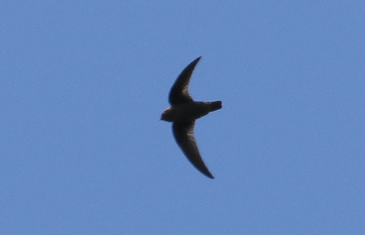 Vencejo Cuello Castaño (Aves Xalapa) · iNaturalist