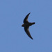 Chestnut-collared Swift - Photo (c) guyincognito, some rights reserved (CC BY-NC), uploaded by guyincognito