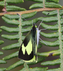 Leptophobia eleone
