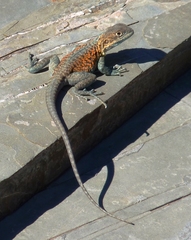 Ctenophorus vadnappa