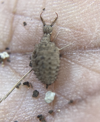 Myrmeleontini